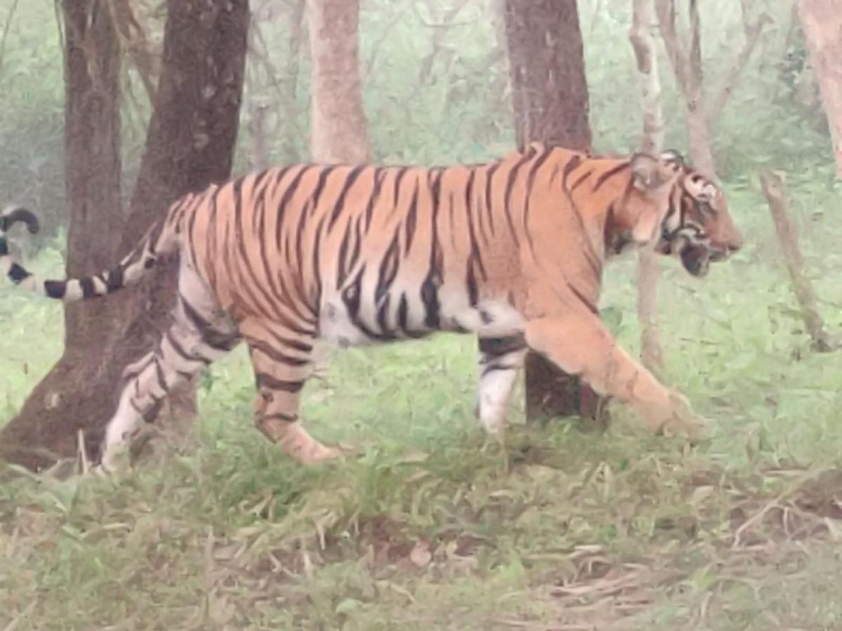 Cosmic Connect Trails Kabini Antharasanthe Esterno foto